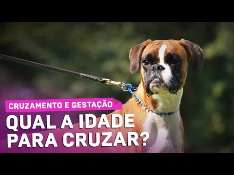 Cachorro macho pode querer cruzar com outro macho?