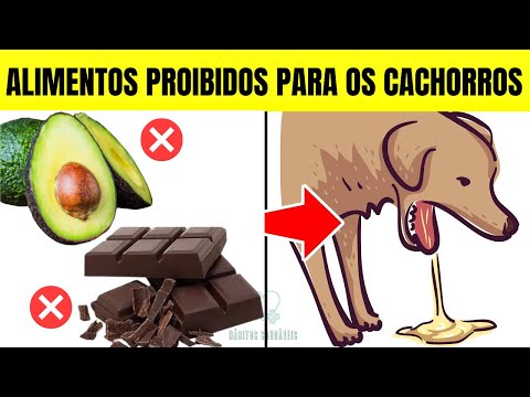 Cachorro pode comer abacate? Descubra os riscos e benefícios!