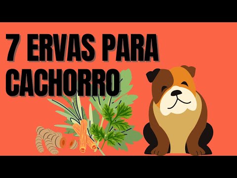 Cachorro pode comer abacaxi? Quais são os benefícios e riscos?