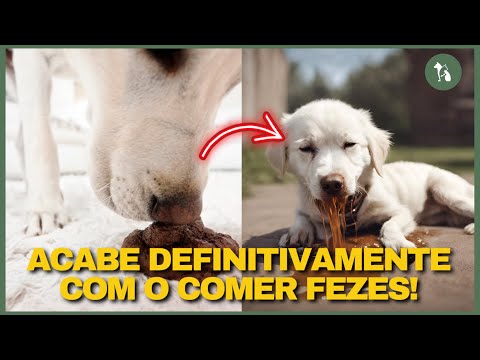 Cachorro pode comer coco? Descubra os riscos e benefícios!