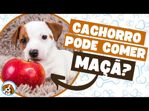 Cachorro pode comer macarrão? Descubra se é seguro!