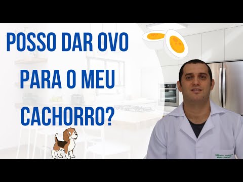 Cachorro pode comer ovo cozido?