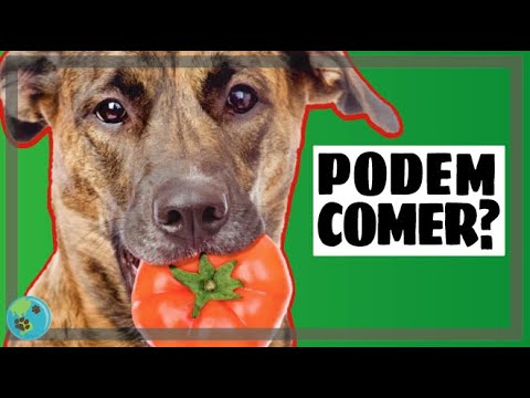 Cachorro pode comer tomate? Quais os riscos e benefícios?