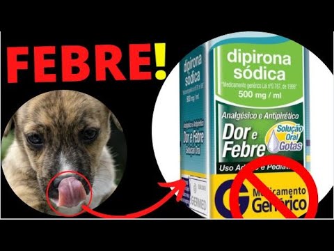 Cachorro pode tomar dipirona?