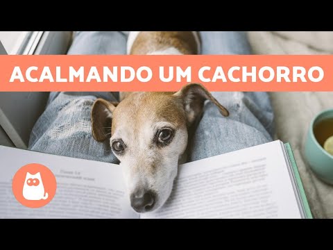 Como acalmar um cachorro que quer cruzar?