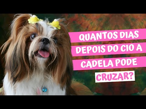 Como fica a cadela depois de cruzar?