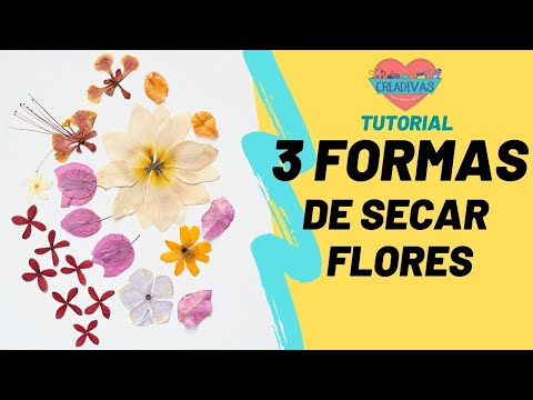 Como guardar uma rosa de forma eficaz?