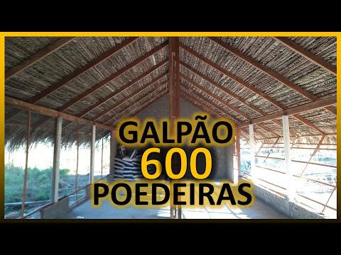 Como montar um galpão para 100 galinhas poedeiras?