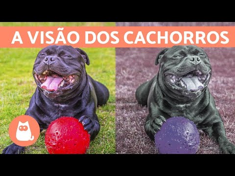 Como os cachorros enxergam?