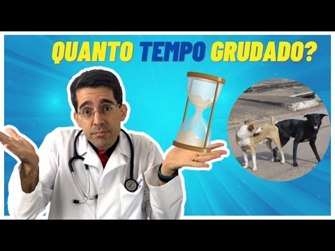 Depois que o cachorro cruza, quanto tempo leva para engravidar?