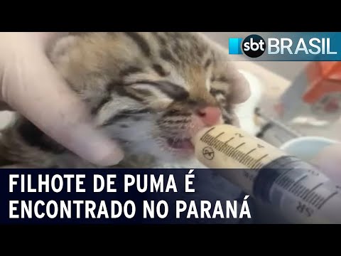 Existe puma no Brasil?