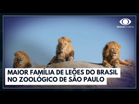 Existem leões no Brasil?