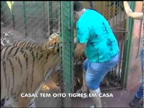 Existem tigres no Brasil?