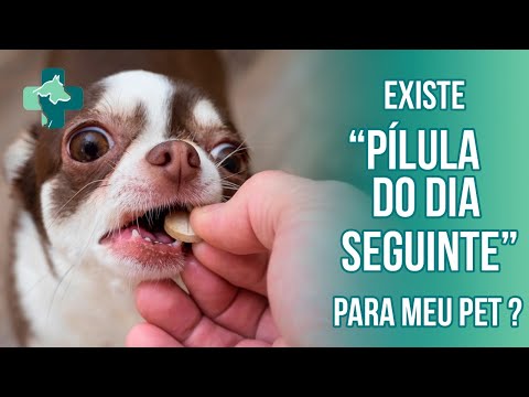 Minha cachorra cruzou uma vez, será que ela engravidou?