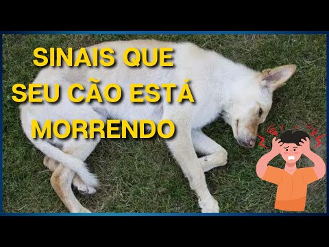 O cachorro sente quando o dono vai morrer?