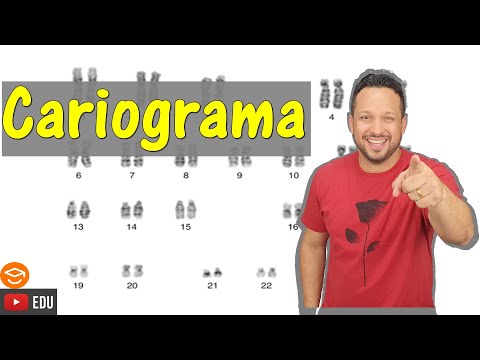 O que é cariótipo e qual a sua importância?