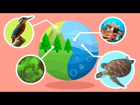 O que é habitat e qual a sua importância para os ecossistemas?