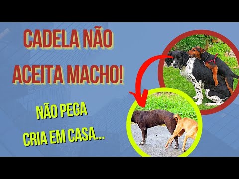 O que fazer se meu cachorro quer cruzar comigo?