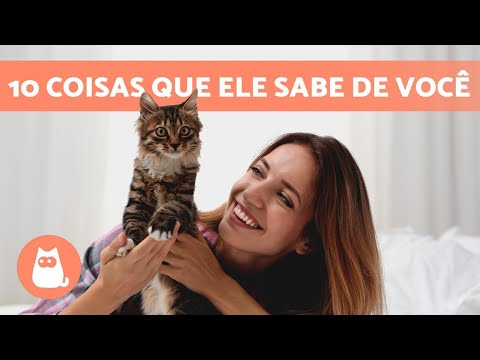 O que os gatos realmente pensam sobre seus donos?