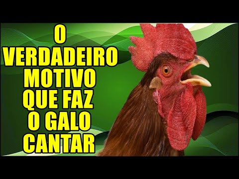 O que significa o galo cantando às 9 horas da noite?