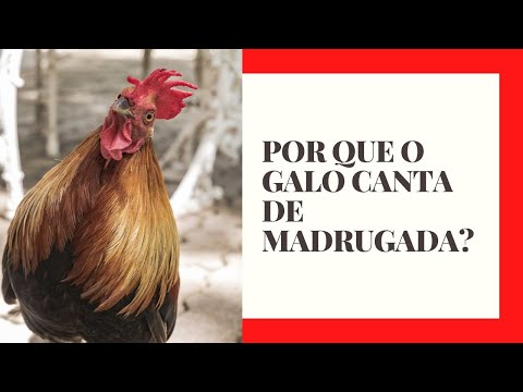 O que significa o galo cantando fora de hora?