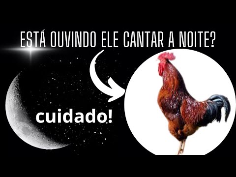 O que significa o galo cantar à noite?