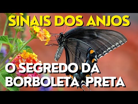 O que significa quando uma borboleta te visita?