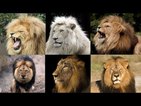 Onde o leozinho mora? Descubra o habitat desse adorável animal!