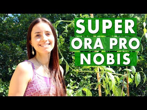 Ora pro nobis tem vitamina B12?