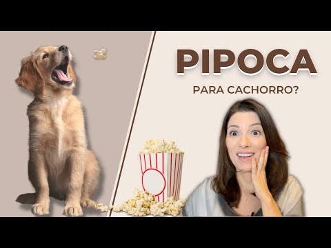 Pode dar pipoca para cachorro?