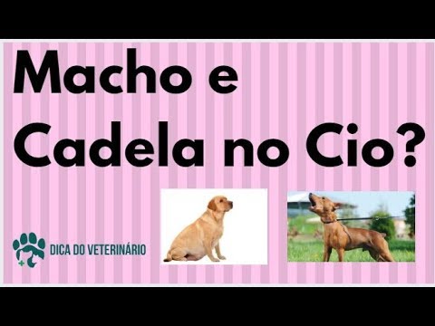 Por que a cadela chora quando cruza?