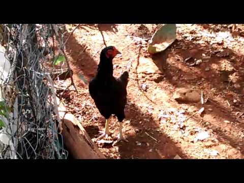 Por que a galinha canta quando bota ovo?