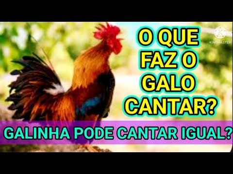 Por que a galinha grita tanto quando põe um ovo?