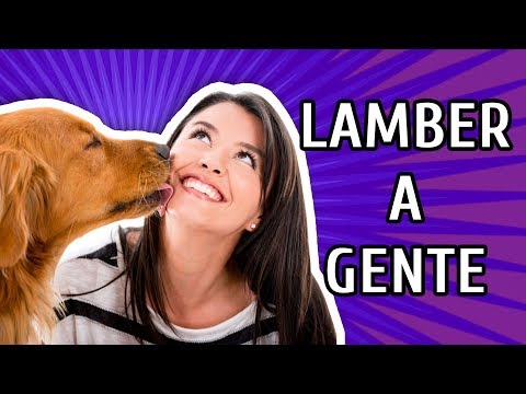 Por que meu cachorro lambe o chão?