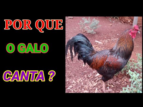 Por que o galo canta à noite?