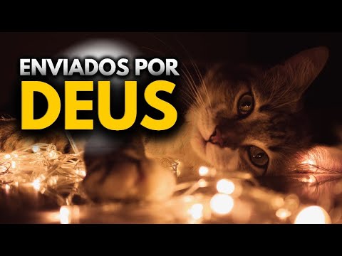 Por que o gato não é mencionado na Bíblia?