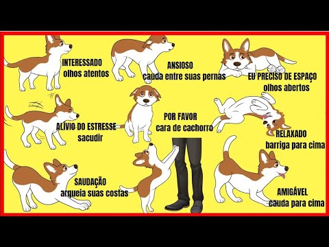 Por que os cachorros suspiram quando estão com o dono?