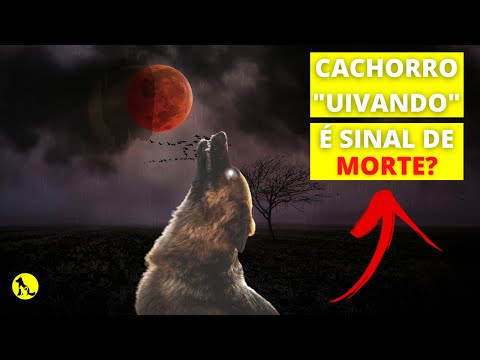 Por que os cachorros uivam?