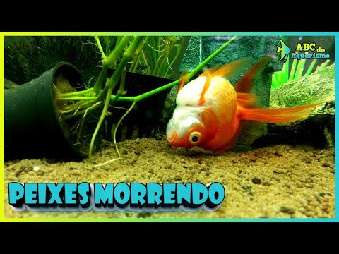 Por que os peixes estão morrendo no aquário?