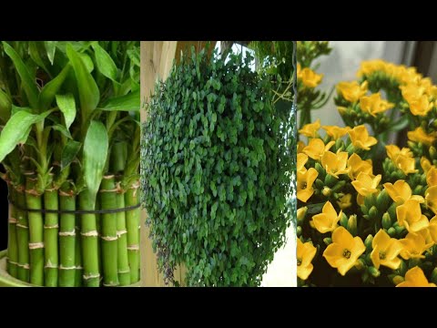 Quais são as 5 plantas que atraem dinheiro?