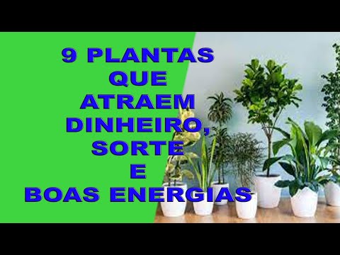 Quais são as 7 plantas da sorte que podem atrair boas energias?