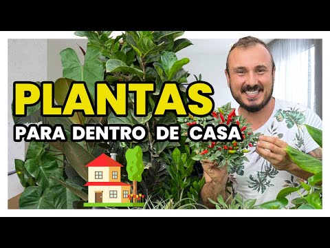 Quais são as 7 plantas ideais para ter dentro de casa?