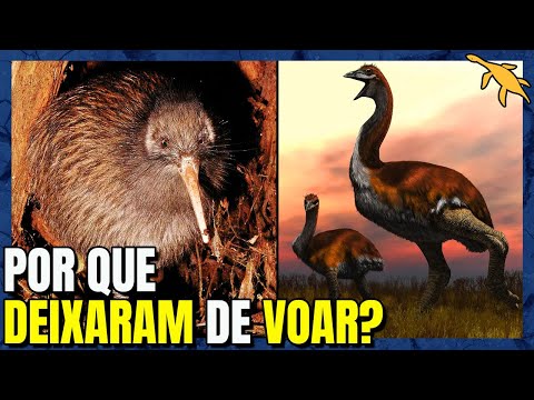 Quais são as aves que não voam?