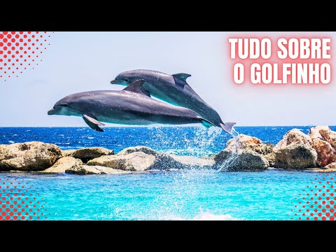 Quais são as características da personalidade dos golfinhos?