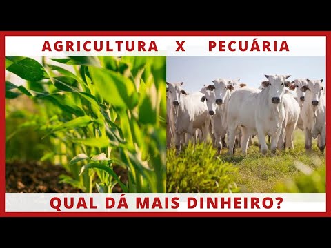 Quais são as plantações que dão mais lucro?