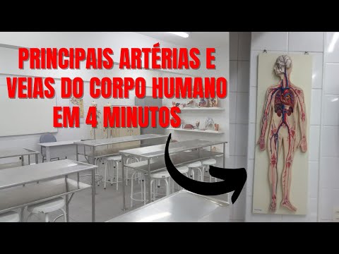 Quais são as principais veias do corpo humano?