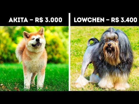 Quais são os 20 cachorros mais caros do mundo?