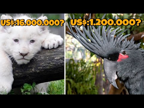 Quais são os animais mais caros do mundo?