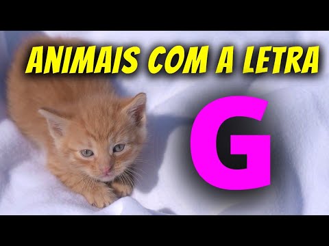 Quais são os animais que começam com a letra G?