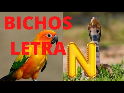 Quais são os animais que começam com a letra N?